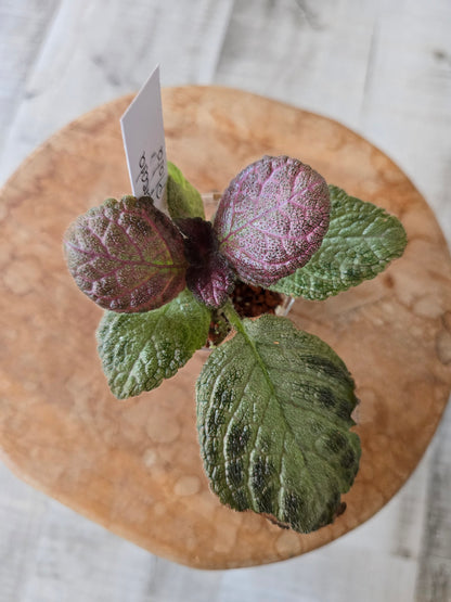 Episcia cupreata 'Tierra Plata'