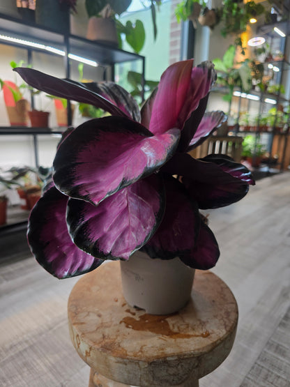 Calathea Roseopicta