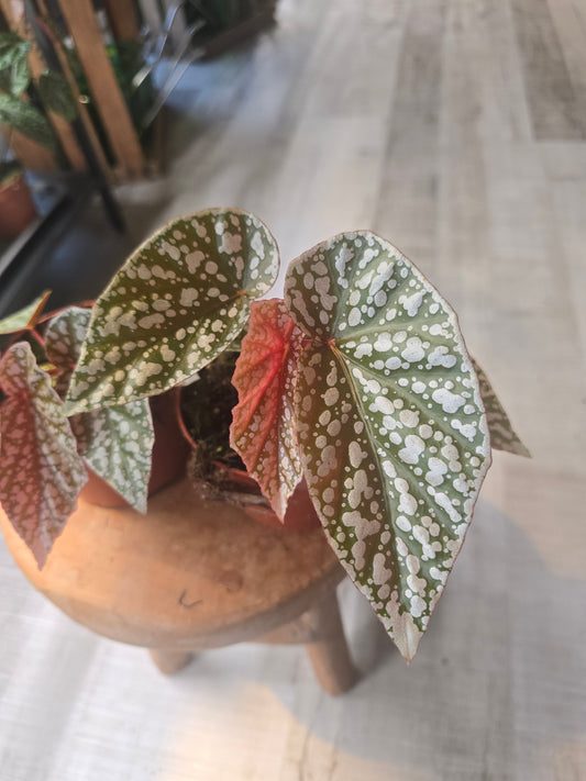 Begonia Snow Capped