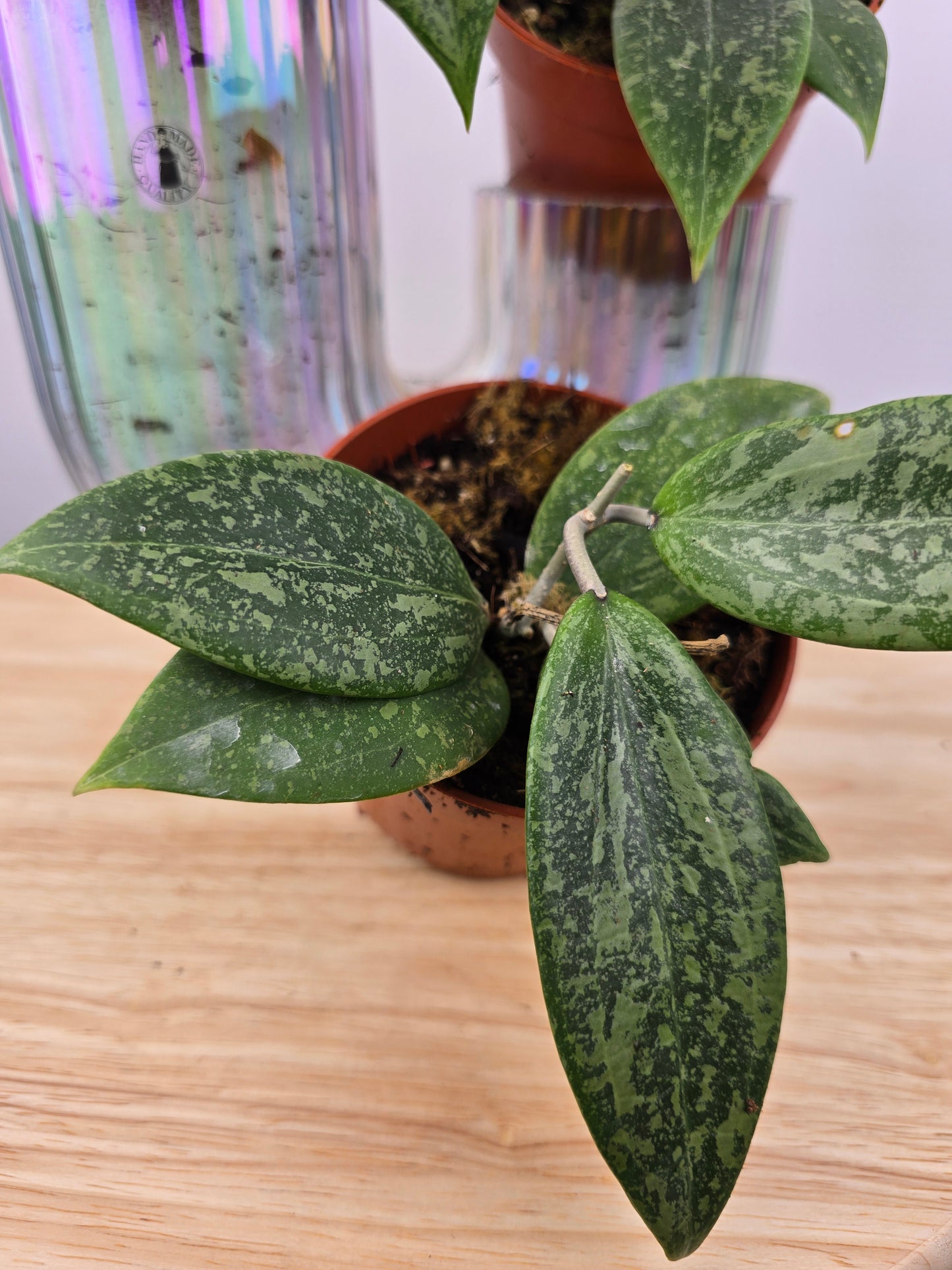 Hoya wibergiae