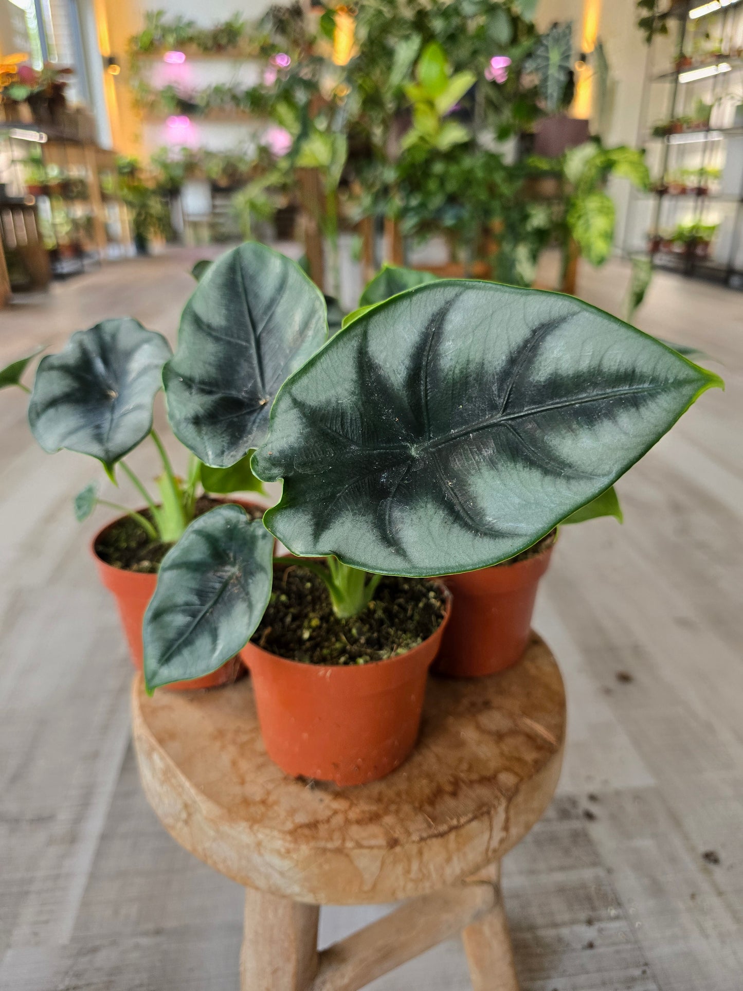 Alocasia reversa