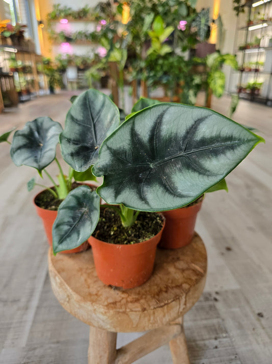 Alocasia reversa