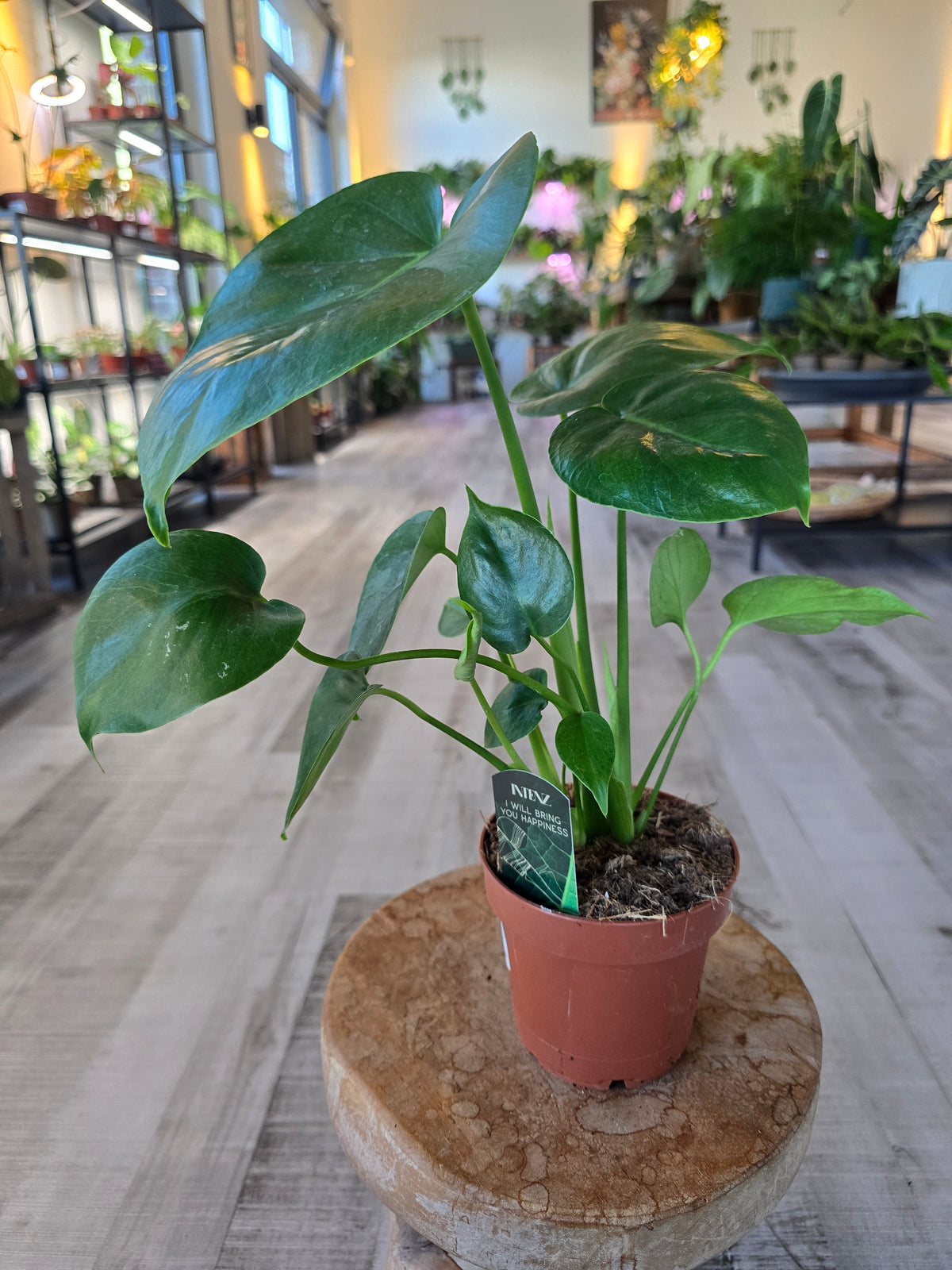 Monstera deliciosa