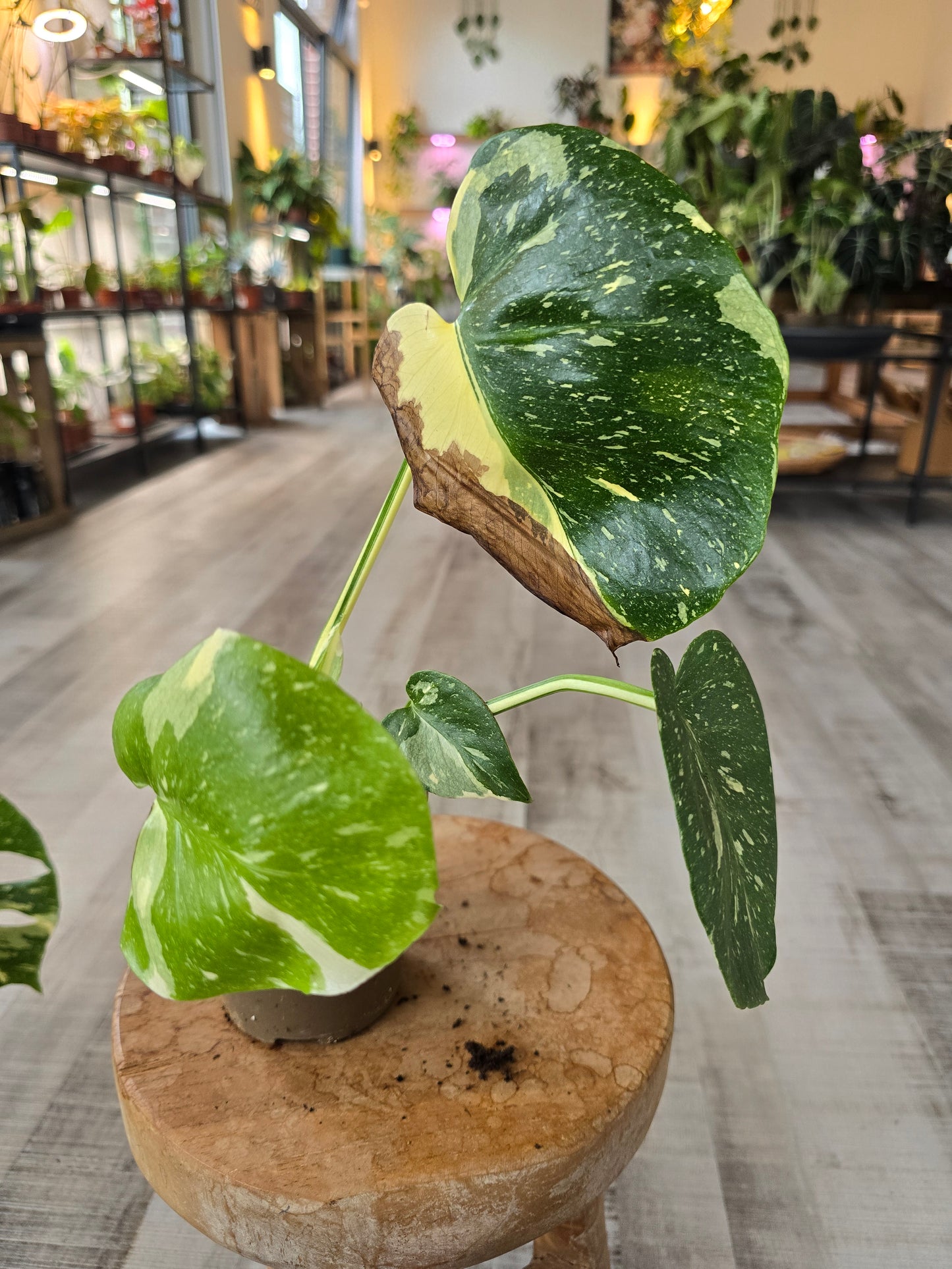 Monstera Thai Constellation (SC)