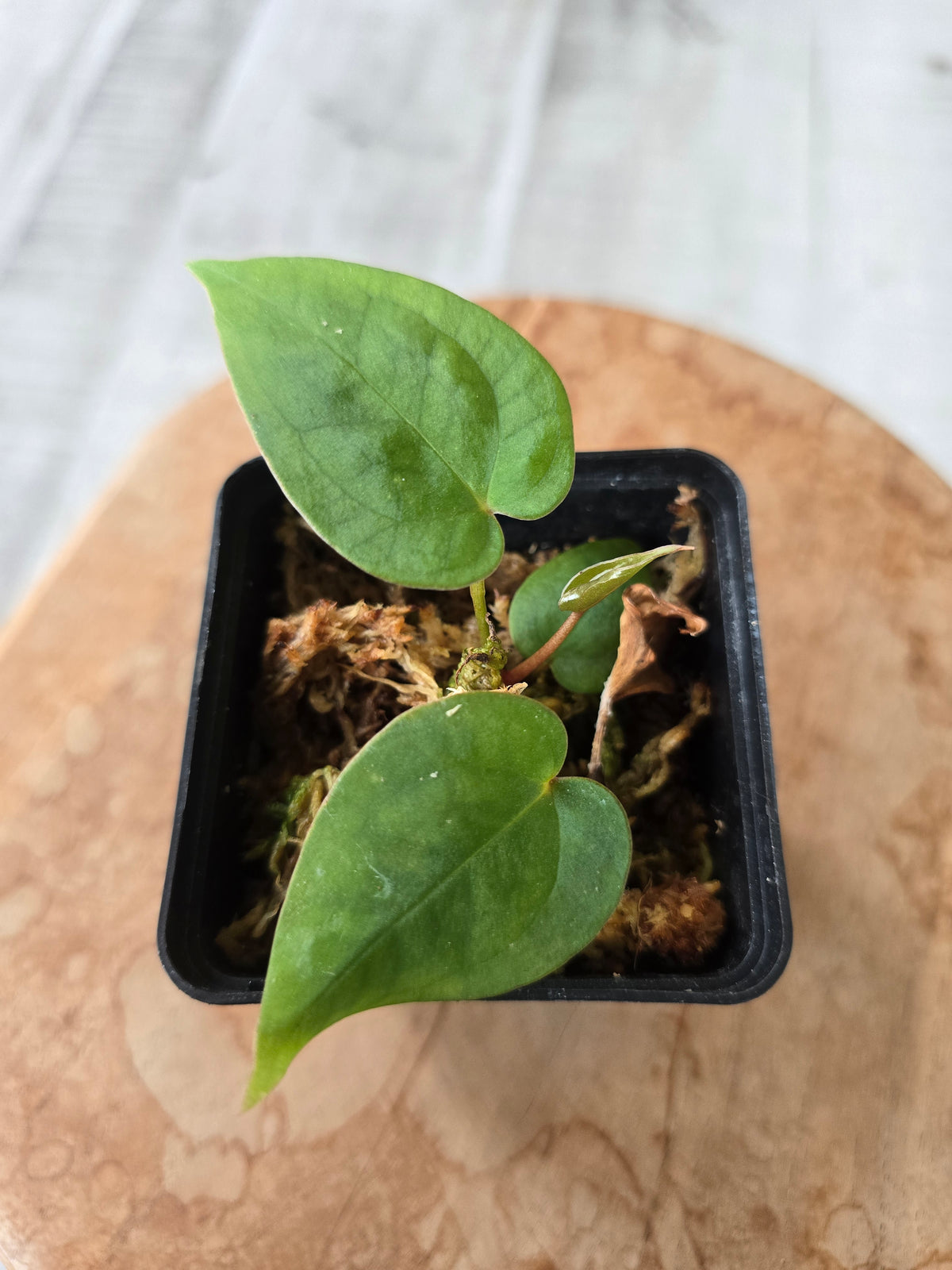 Anthurium Papillilaminum x Silver Blush Mint