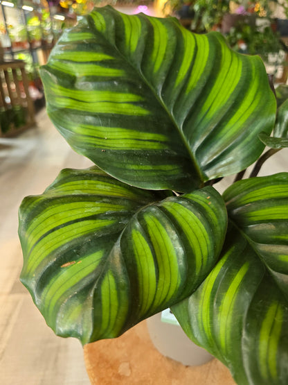 Calathea Fasciata