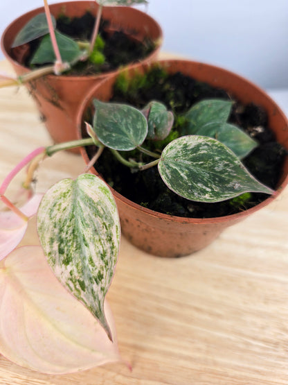 Philodendron scandens micans pink marble variegata
