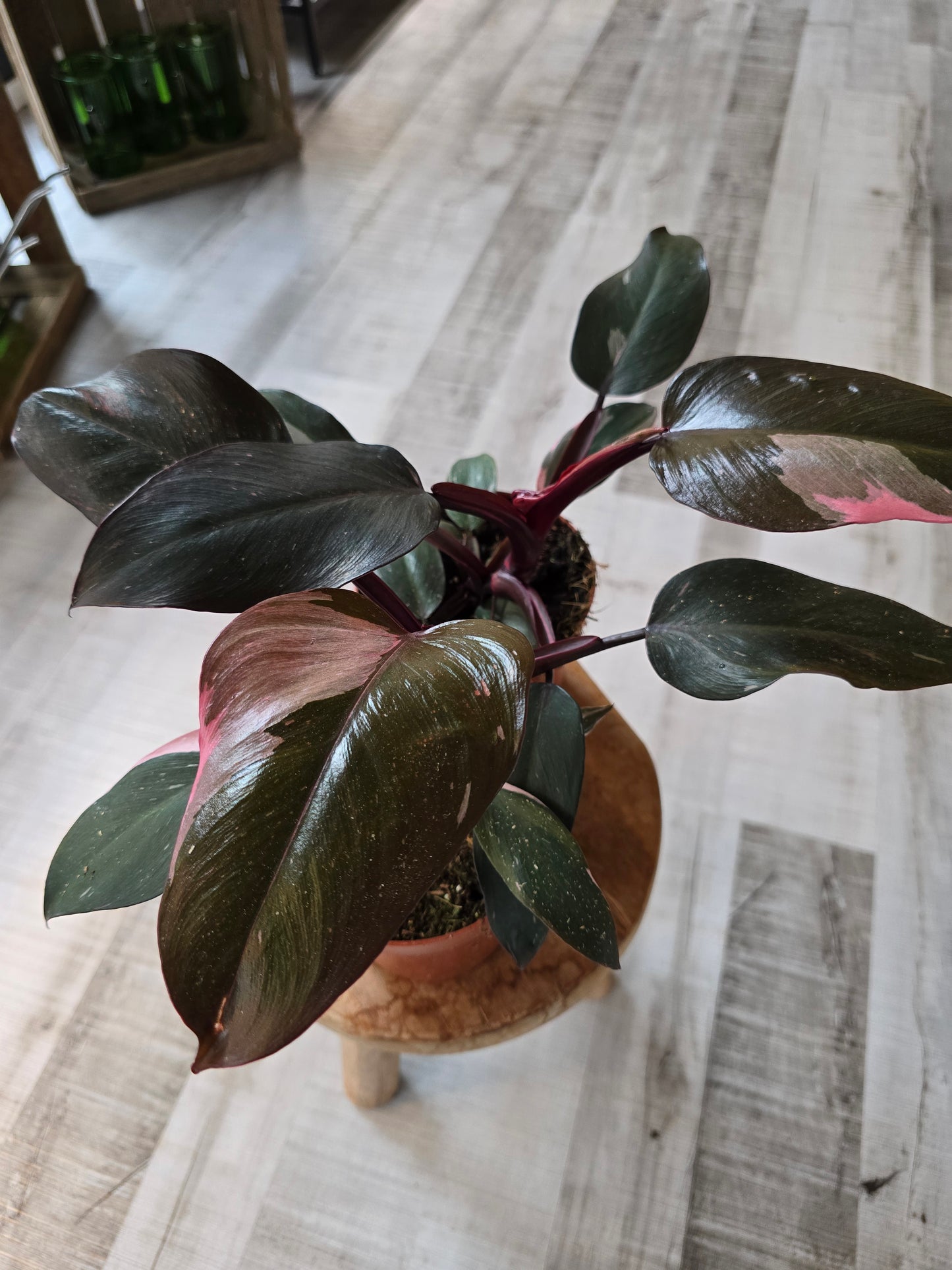 Philodendron Pink Princess