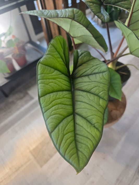 Alocasia Platinum