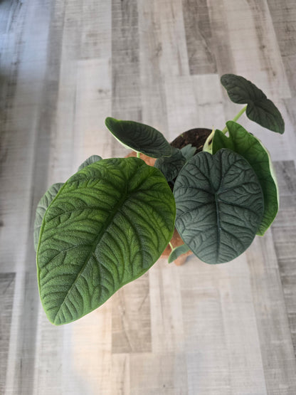 Alocasia melo