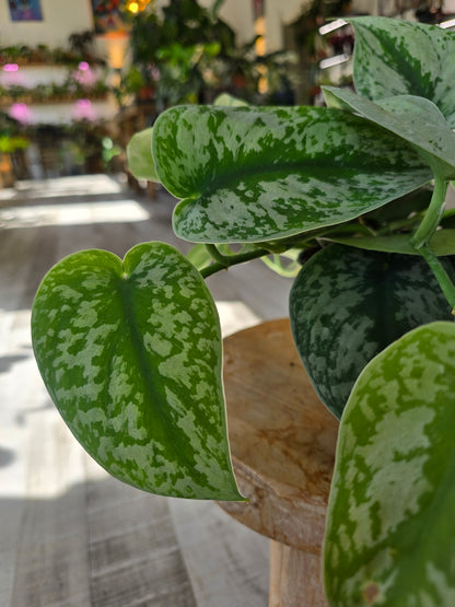 Scindapsus Pictus Exotica