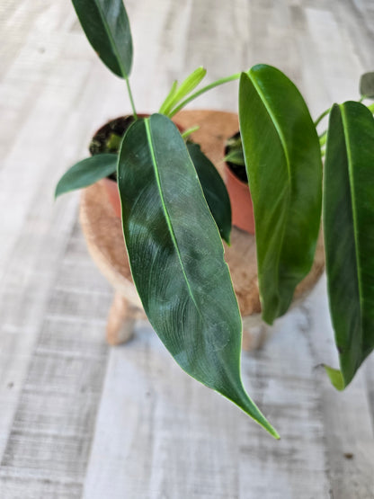 Philodendron patriciae