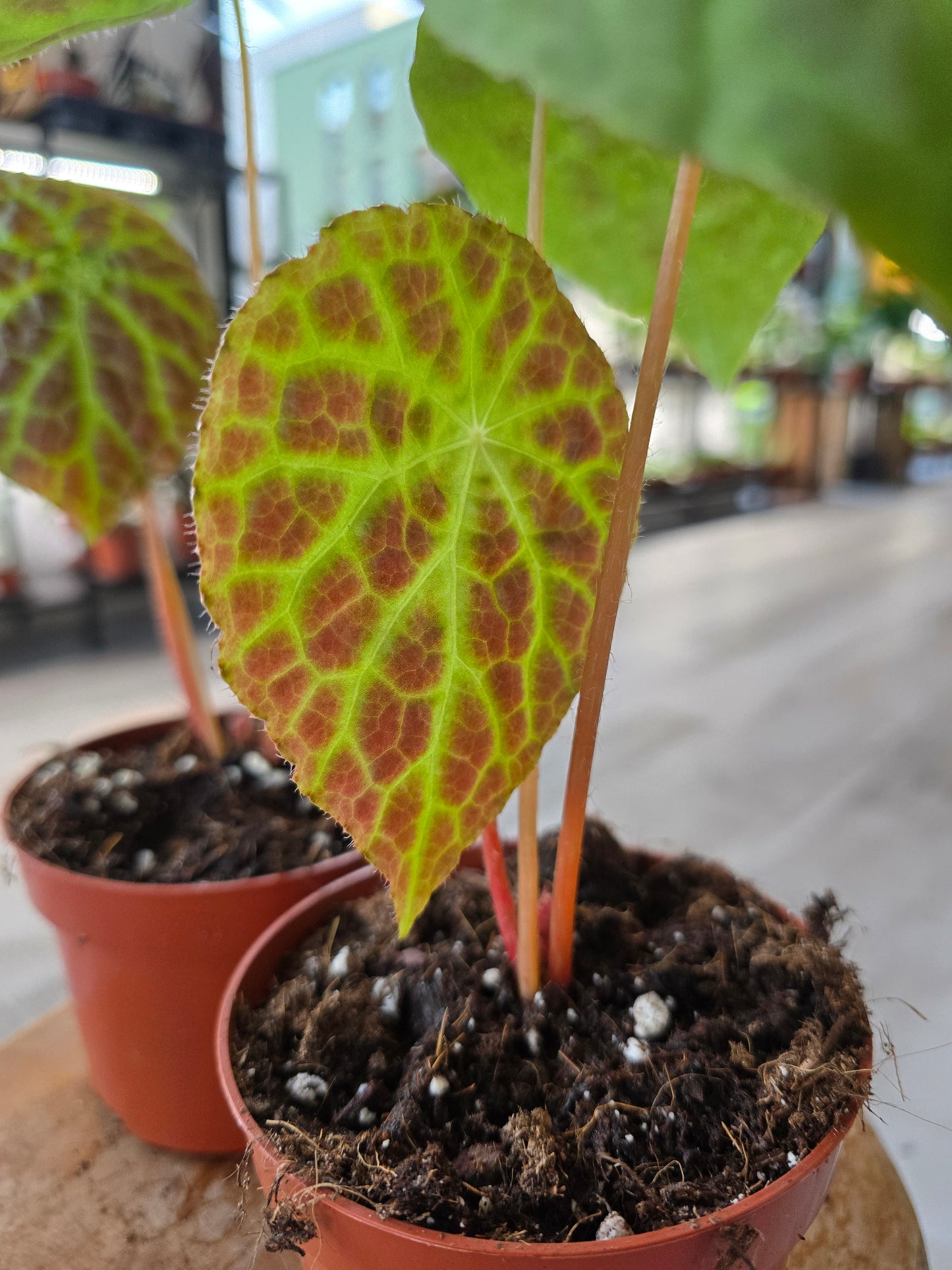Begonia phuthoensis