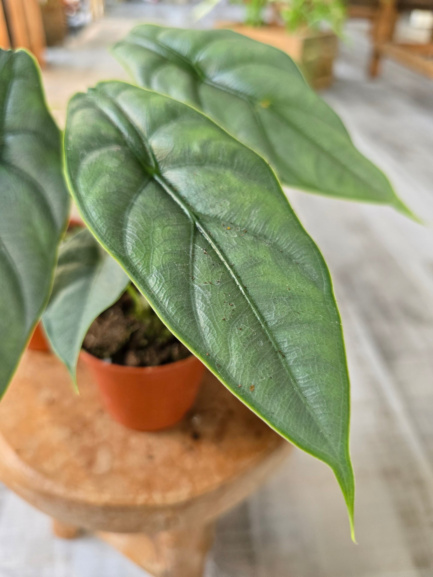 Alocasia Puncak Borneensis