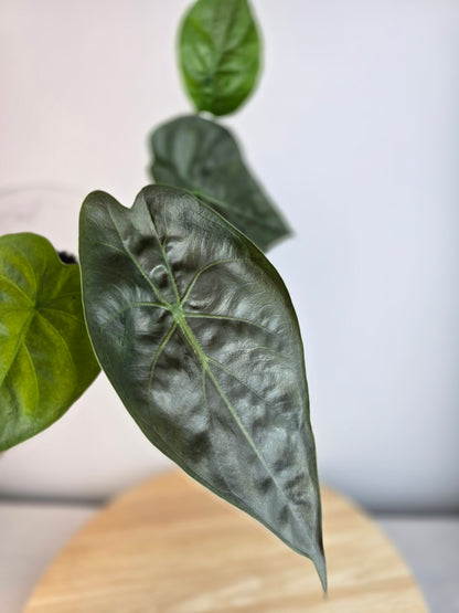 Alocasia Wentii (JP)