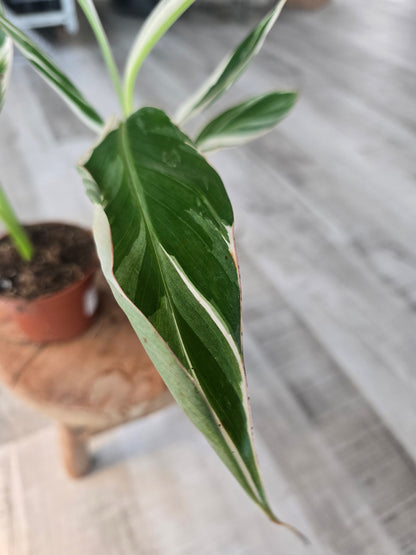 Musa Florida Variegated