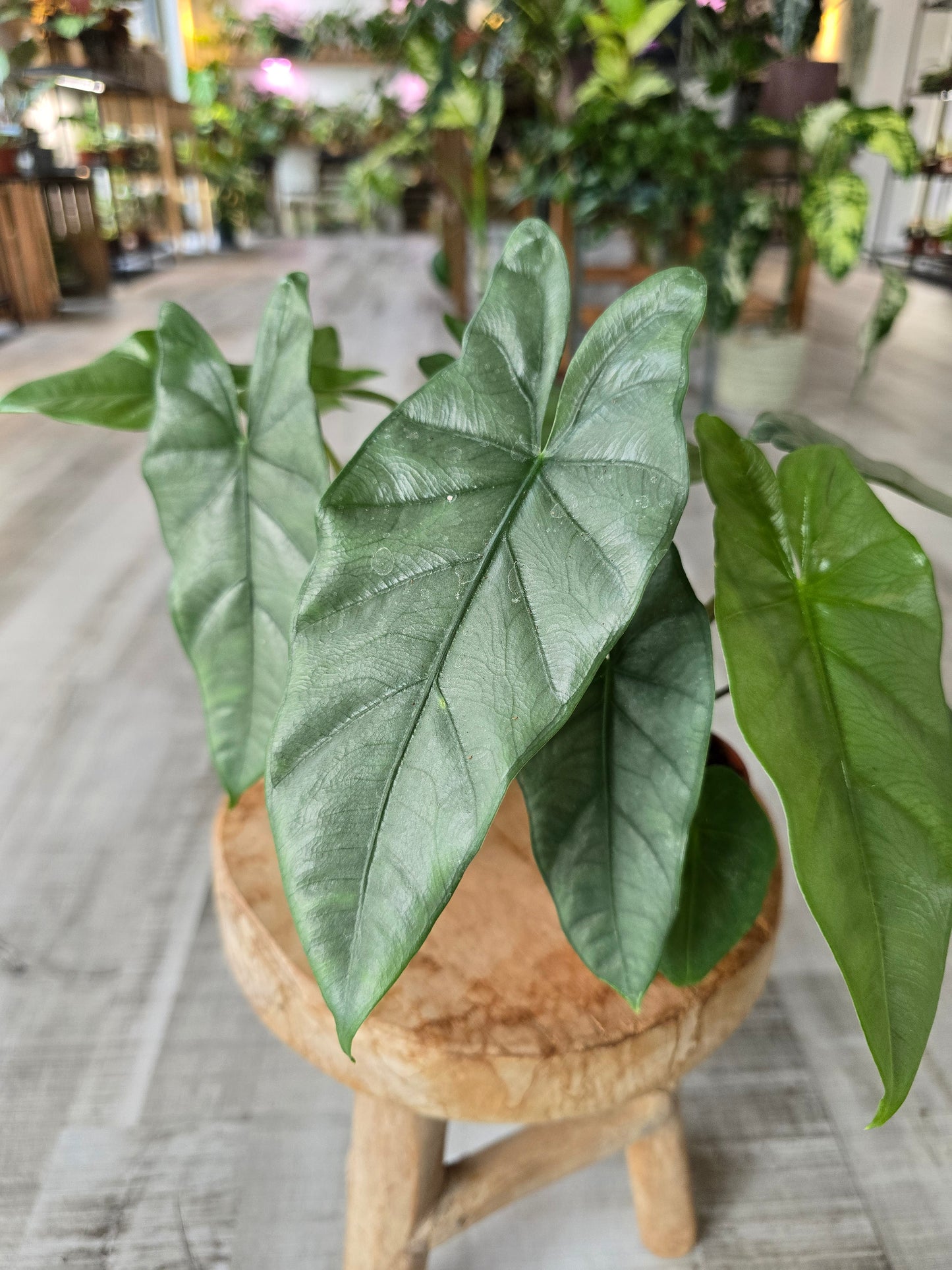 Alocasia Heterophylla 'Corazon'