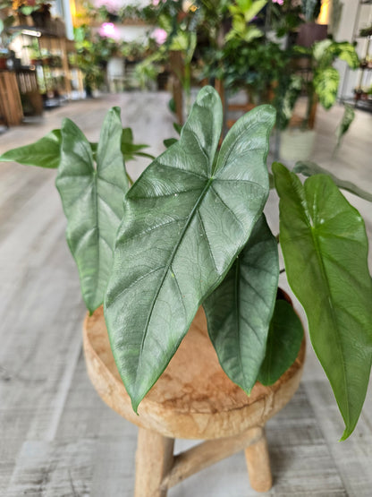 Alocasia Heterophylla 'Corazon'