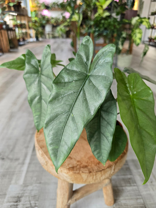 Alocasia Heterophylla 'Corazon'