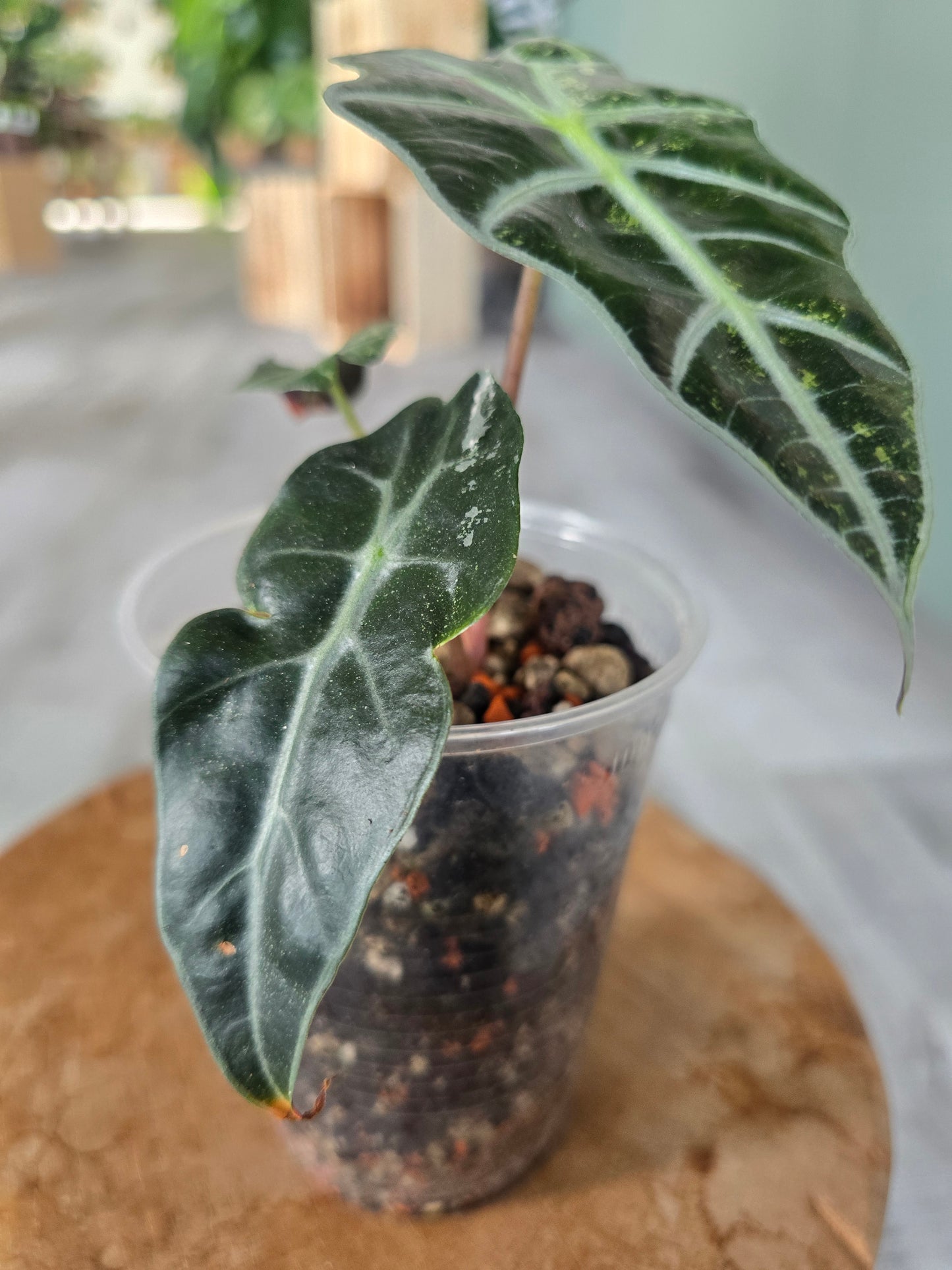 Alocasia Polly variegata (low variegated P2)