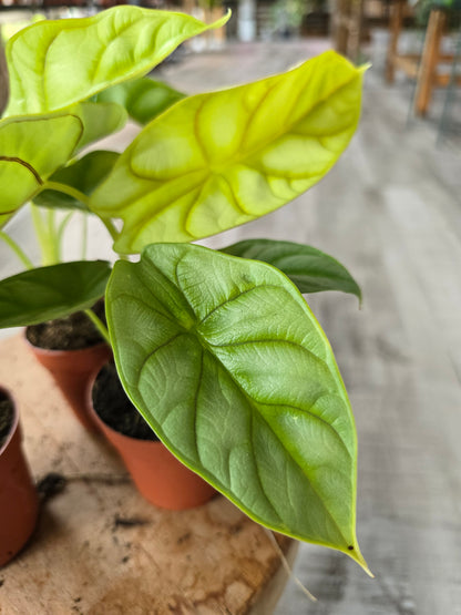 Alocasia 'Dragon Gold'