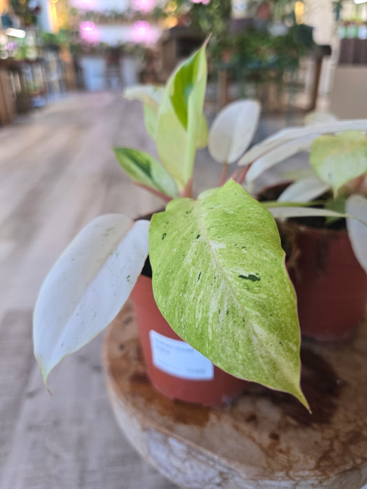 Philodendron 'Snowdrift'