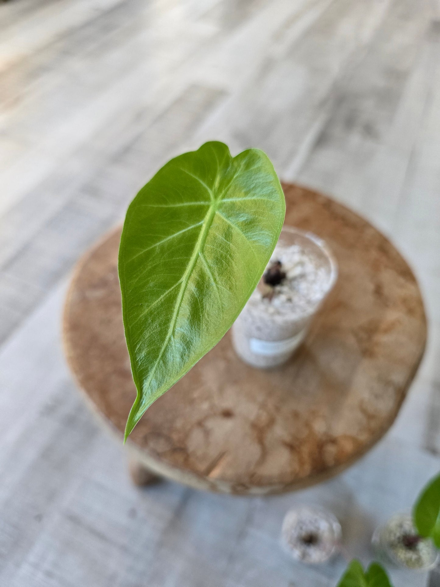 Alocasia Imperial Red (JP)