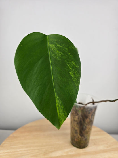 Monstera Borsigiana aurea (JP)