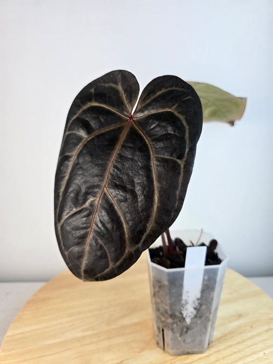 Anthurium Michelle Hot Pink 23 x Red Velvet Cake 24 by DocBlock