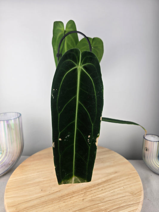 Anthurium warocqueanum (SC)