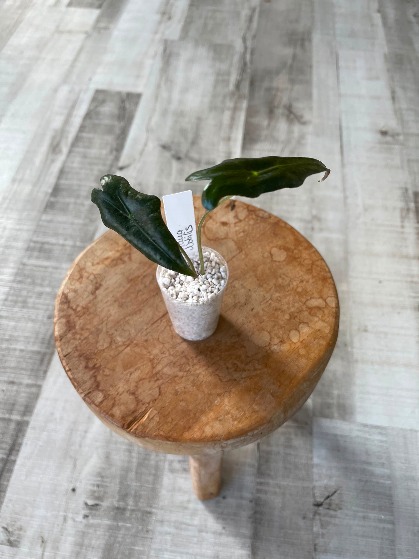 Alocasia Sanderiana Nobilis (JP)