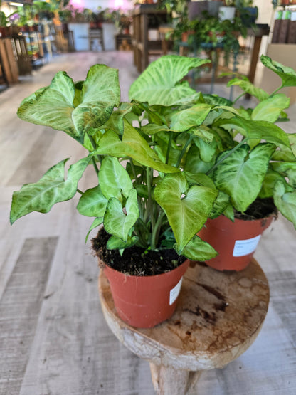 Syngonium White Butterfly