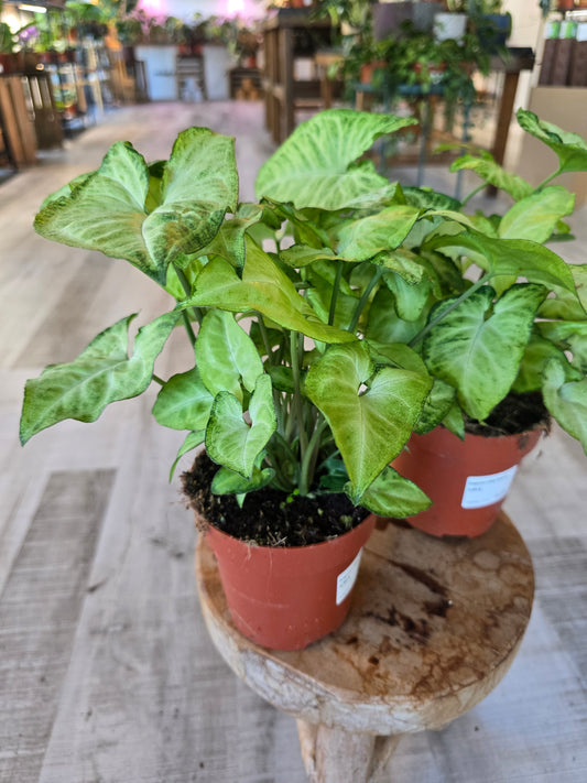 Syngonium White Butterfly