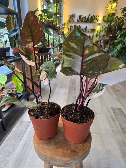 Philodendron Red Anderson Pink
