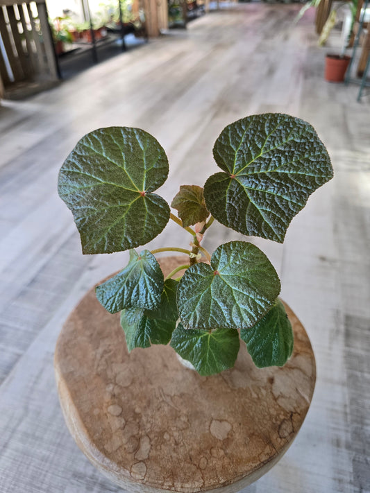 Begonia Boomer (RC6)