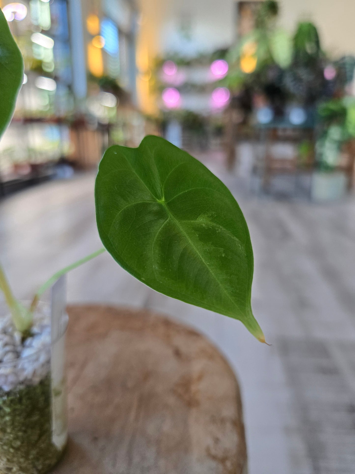 Alocasia Golden Bone (JP)