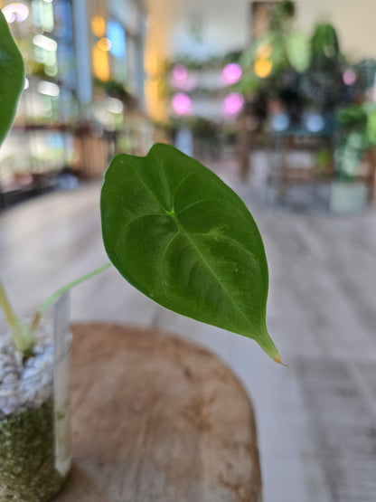 Alocasia Golden Bone (JP)