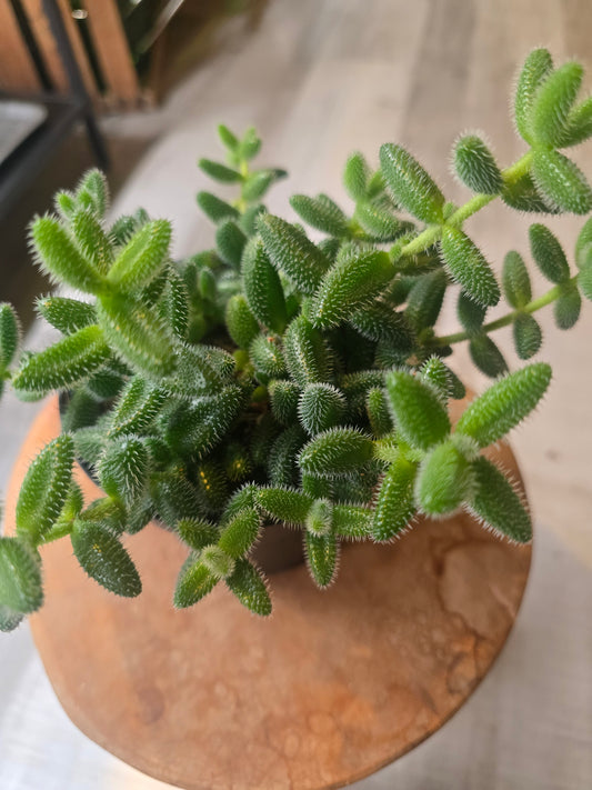 Delosperma echinatum