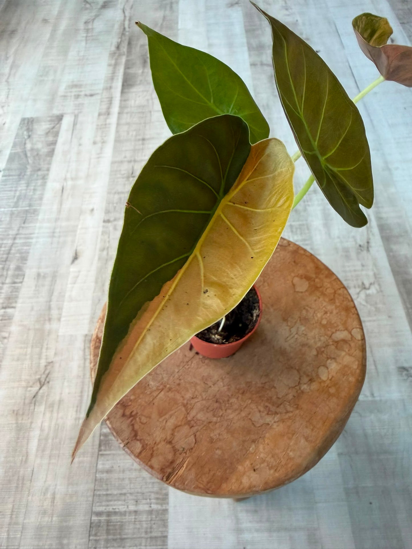 Alocasia wentii 'Aurea variegata'