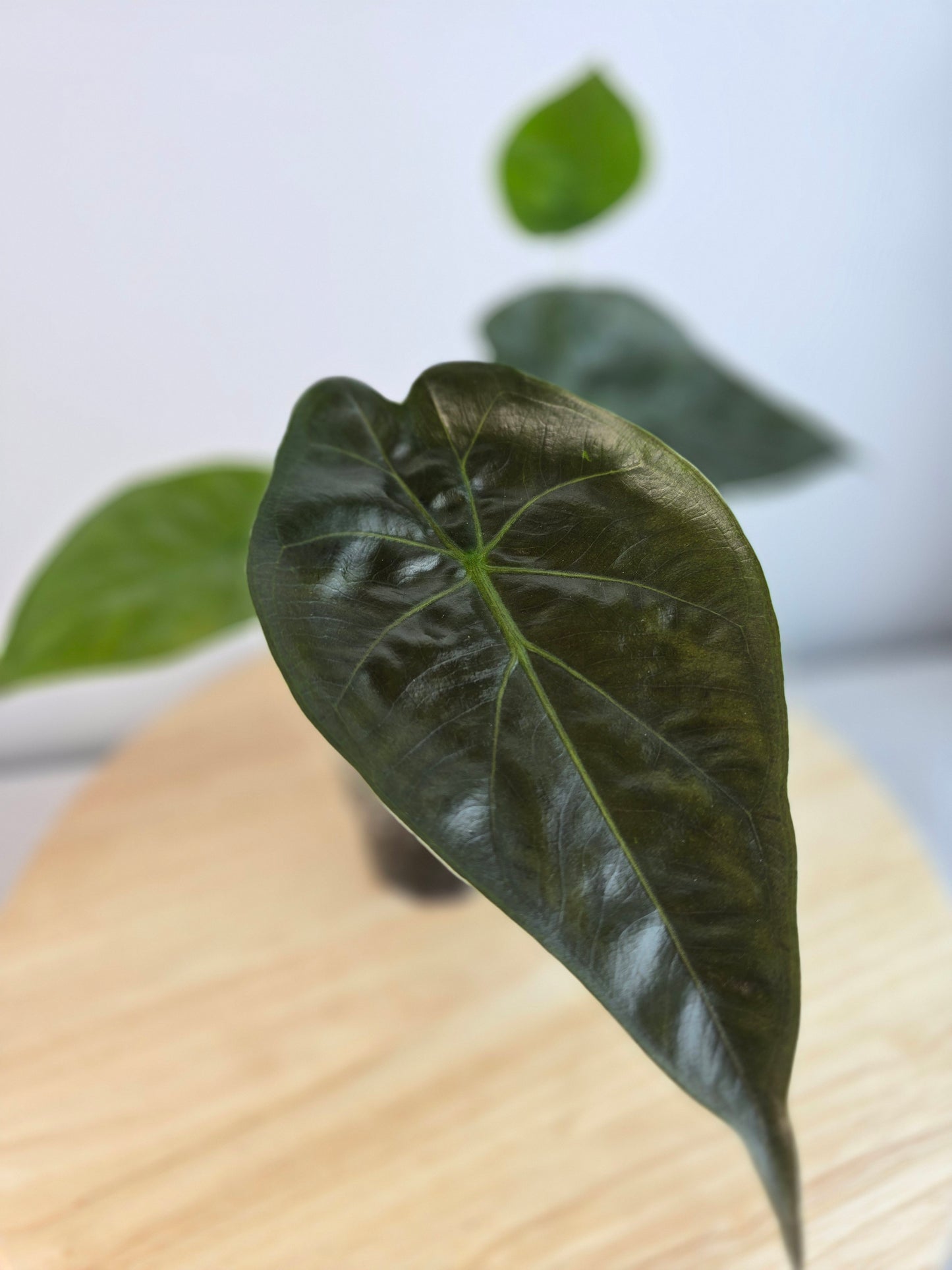 Alocasia Wentii (JP)