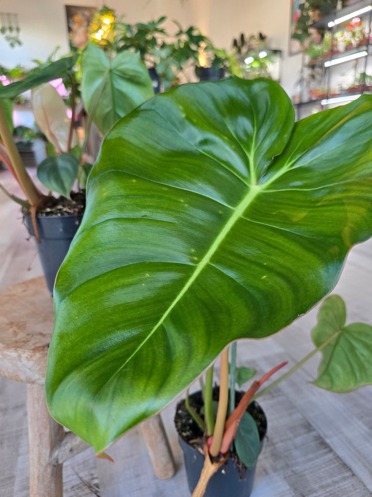 Philodendron billietiae × pastazanum
