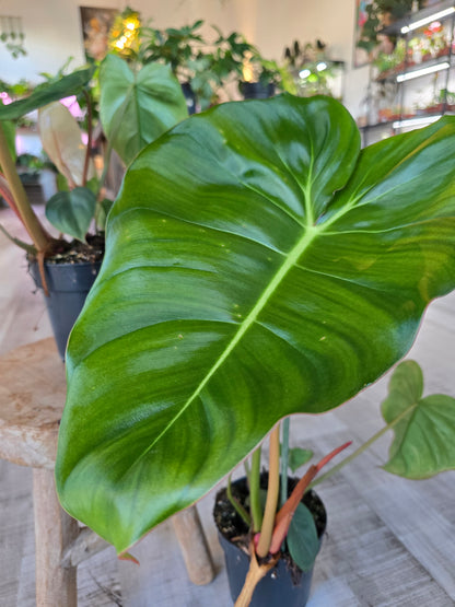 Philodendron billietiae × pastazanum
