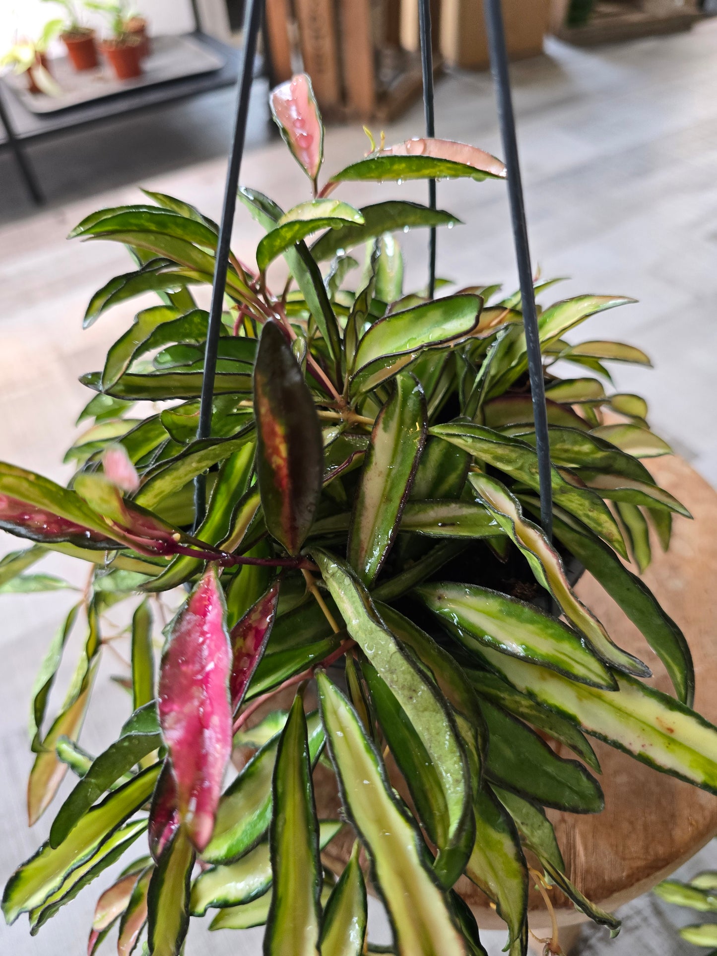 Hoya wayetii Tricolor