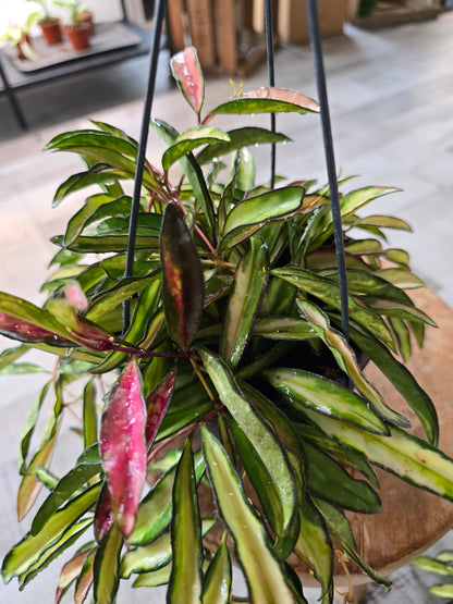 Hoya wayetii Tricolor