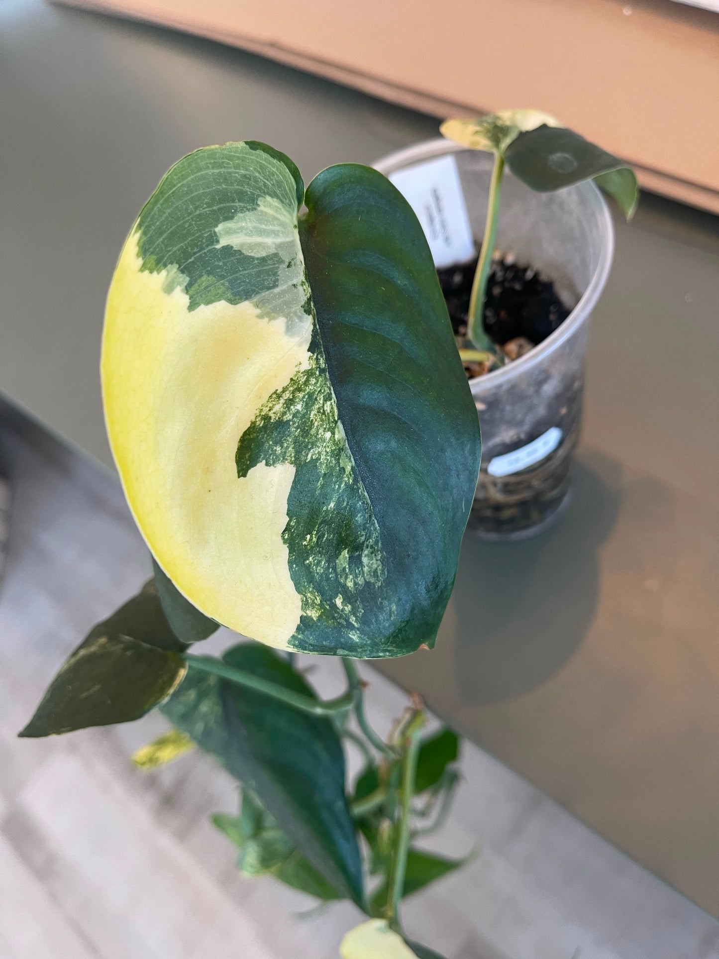 Scindapsus Jade Satin variegata (JP) 1