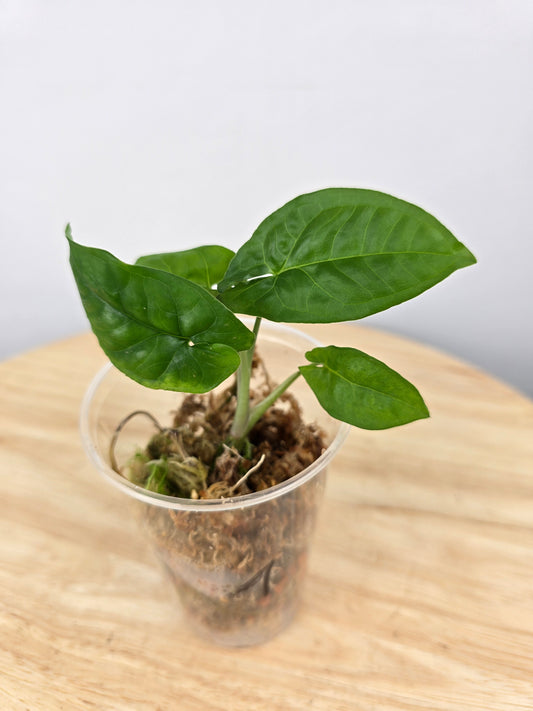 Syngonium Steyermarkii (JP)