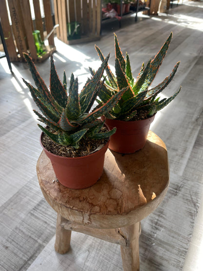 Aloe zebrina Danyz