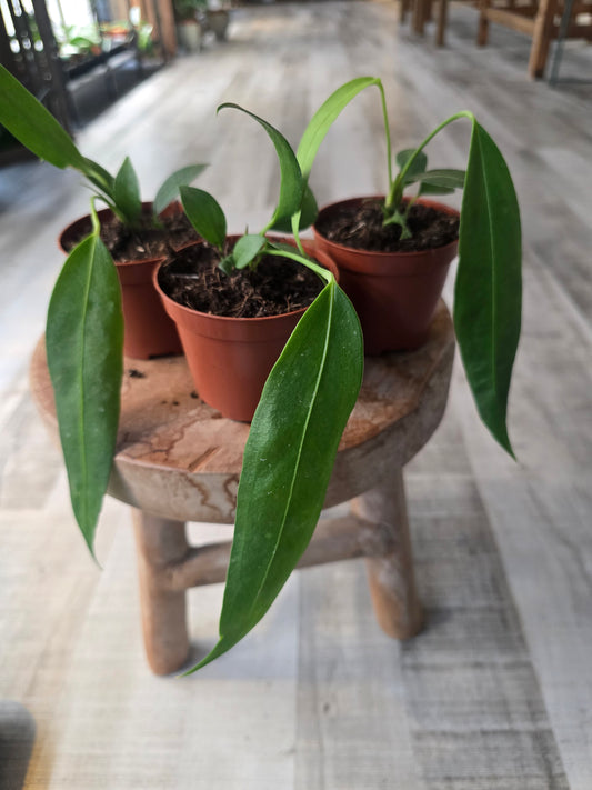 Anthurium Wendlingeri