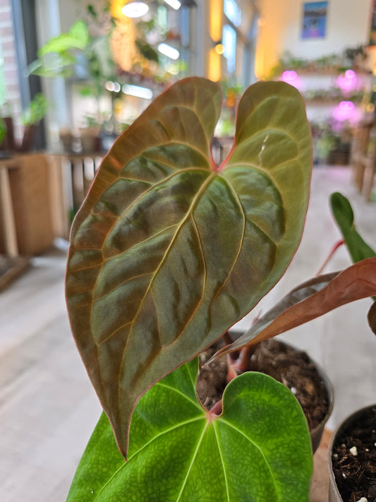 Anthurium King of Spades x Forgetti x Goliath