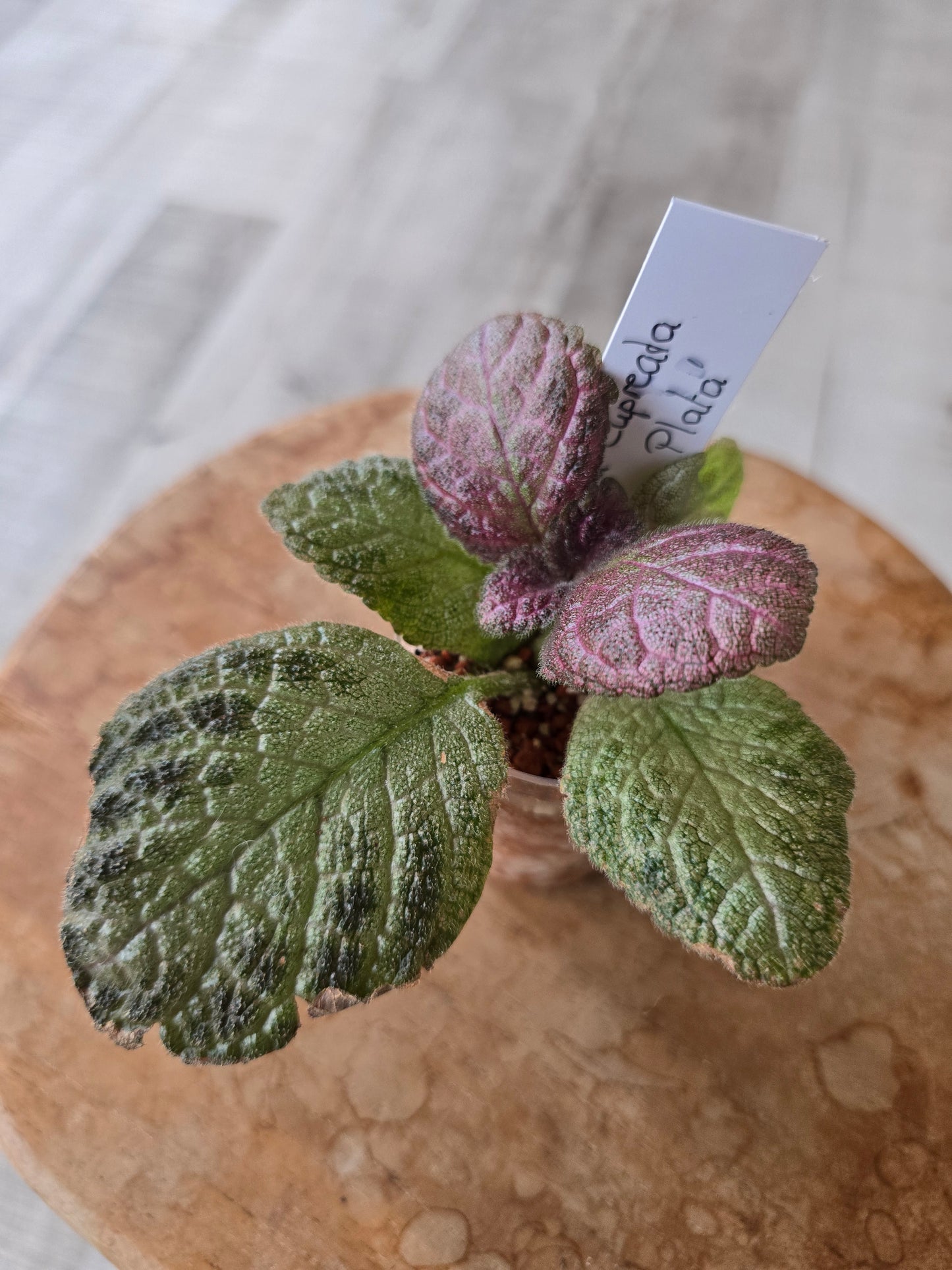 Episcia cupreata 'Tierra Plata'